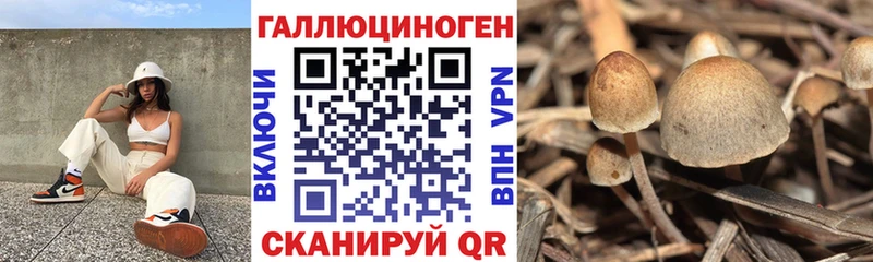 Псилоцибиновые грибы Psilocybe  ссылка на мегу как войти  Армавир 
